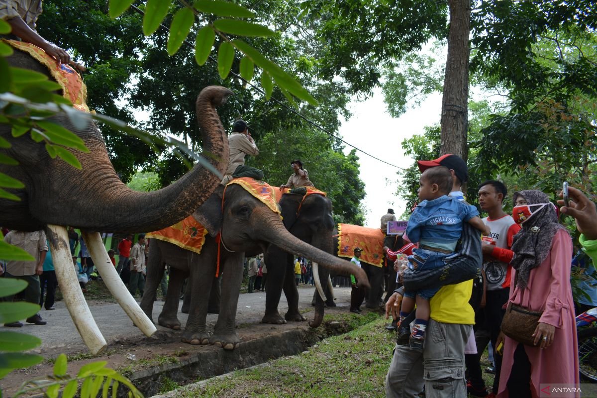 Festival Way Kambas Jadi Momentum Bangkitkan Wisata Lampung Timur