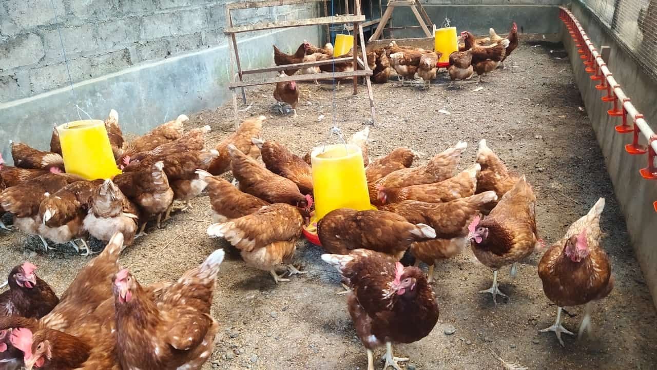 Strategi BGN Cegah Inflasi Pangan MBG: Dorong Aktivitas Bertani dan Beternak Masyarakat