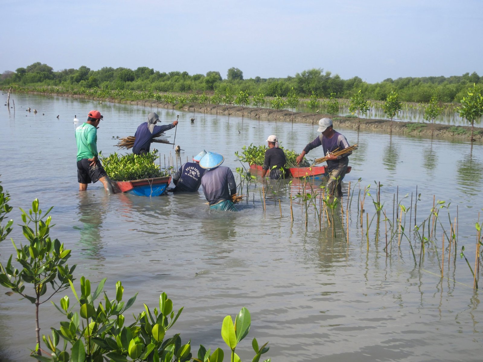 Papua Barat Tanam 5.280 Bibit Mangrove untuk Pulihkan Ekosistem Pesisir
