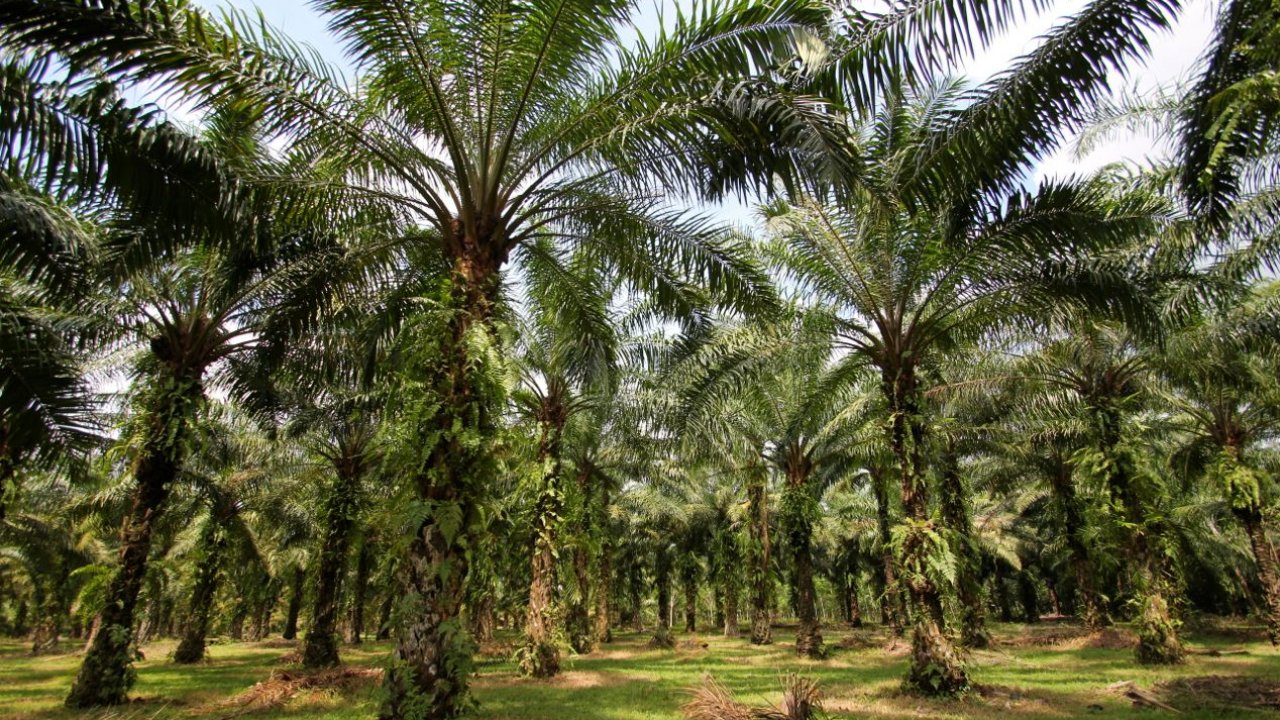 Pemprov Jabar Ingatkan Daerah Hati-hati Investasi Sawit karena Potensi Kerusakan Lingkungan