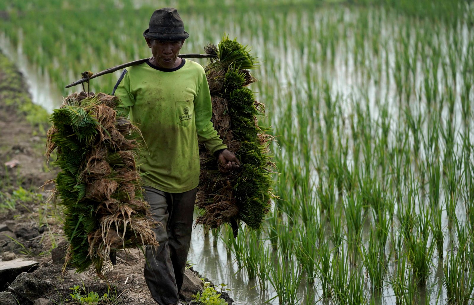 Pertanian Sukoharjo: Lumbung Pangan dan Model Pertanian Masa Depan Indonesia