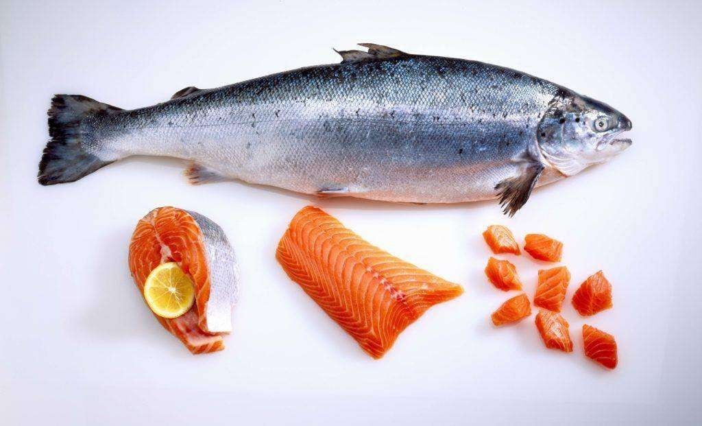 Makanan Otak Sehat: 5 Ikan Paling Efektif untuk Meningkatkan Fokus dan Memori