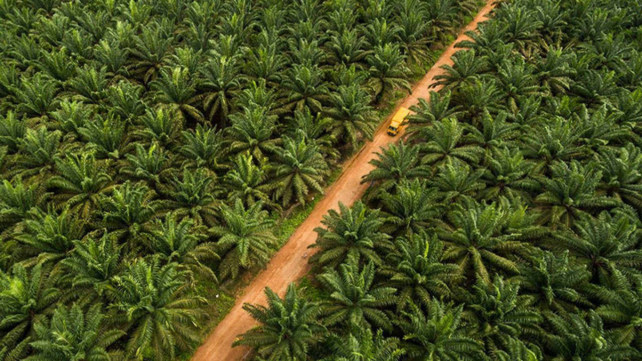 Prabowo Tegaskan Penertiban Lahan Sawit Ilegal & Tambang Ilegal Terus Dilanjutkan