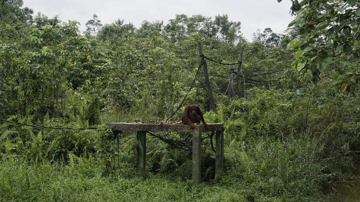 Rehabilitasi Hutan IKN Mulai Pulihkan Ekosistem dan Hadirkan Satwa