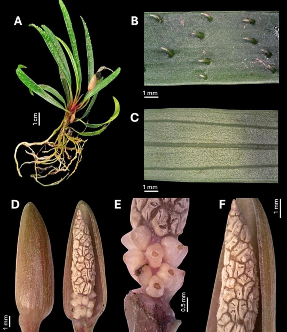 Unggahan Tanaman Hias Viral Berujung Penemuan Spesies Baru oleh Peneliti