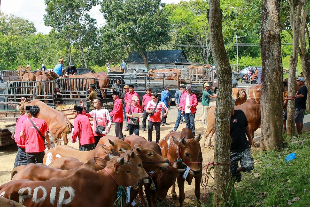 PDI Perjuangan Distribusikan Ratusan Sapi Kurban untuk Warga Miskin di Jatim