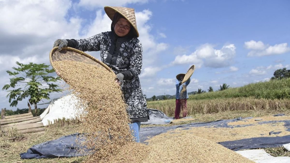 Bulog Lanjutkan Serap Gabah Petani, Realisasi Capai 3,24 Juta Ton Beras