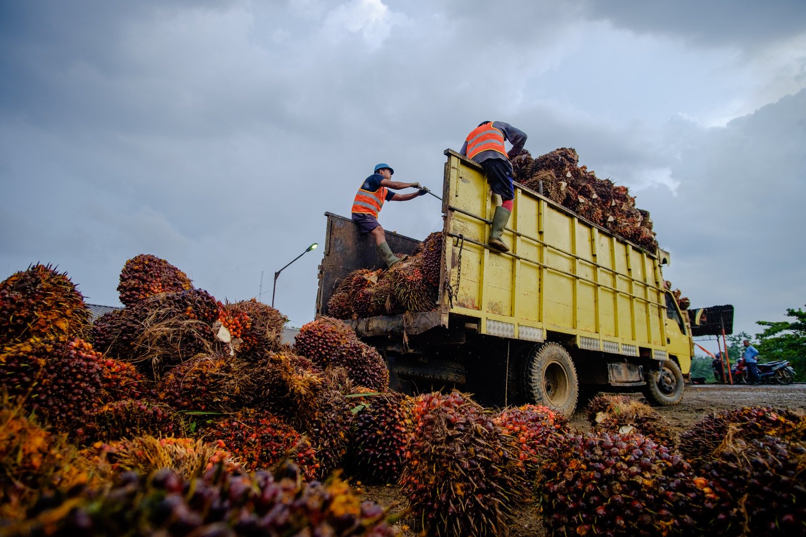 PTPN IV Serap 1,34 Juta Ton TBS Sawit Rakyat hingga Mei 2026, Dukung Kesejahteraan Petani