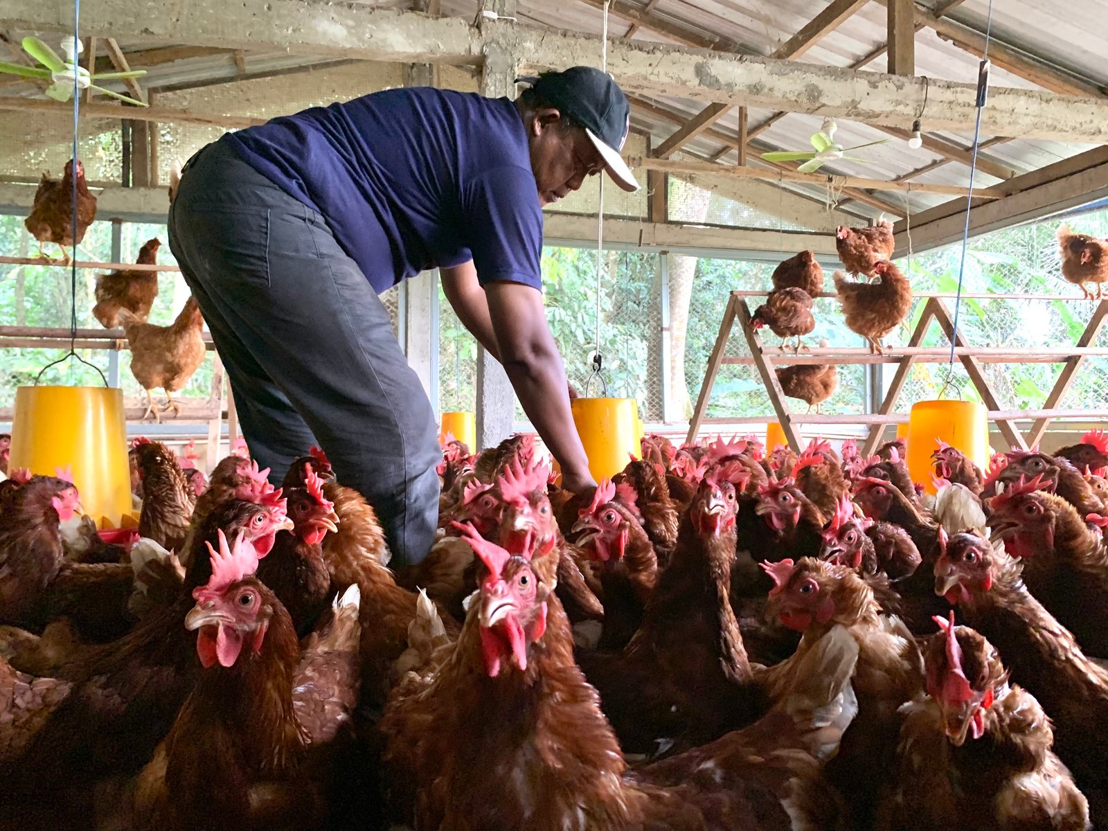 Harga Pakan Tak Terkendali, Peternak Ayam Petelur Yogyakarta Desak Pemerintah Bertindak